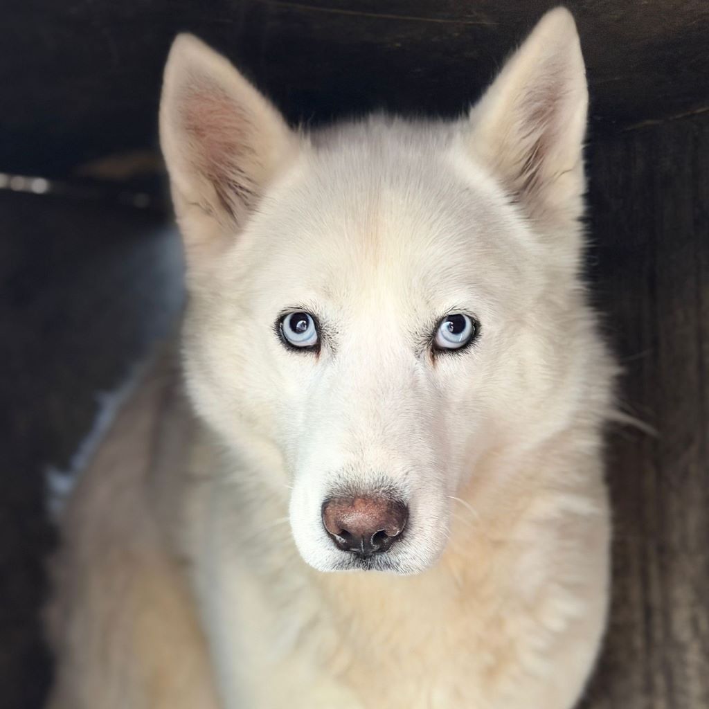 Husky Lobita, 04/2024, ca. 50 cm