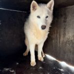 Husky Lobita, 04/2024, ca. 50 cm