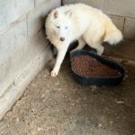 Husky Lobita, 04/2024, ca. 50 cm