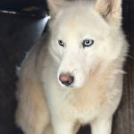 Husky Lobita, 04/2024, ca. 50 cm