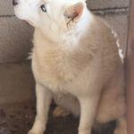 Husky Lobita, 04/2024, ca. 50 cm