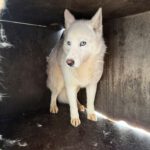 Husky Lobita, 04/2024, ca. 50 cm