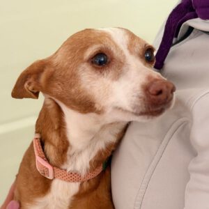 Podenco Loli, 06/2017, ca. 40 cm