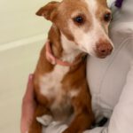 Podenco Loli, 06/2017, ca. 40 cm