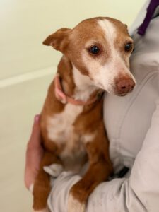 Podenco Loli, 06/2017, ca. 40 cm