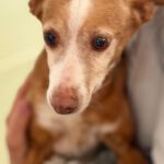 Podenco Loli, 06/2017, ca. 40 cm