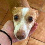 Podenco Loli, 06/2017, ca. 40 cm