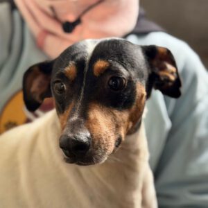 Bodeguero (Mischling?) Lucia, 05/2018, ca. 40 cm