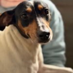 Bodeguero (Mischling?) Lucia, 05/2018, ca. 40 cm