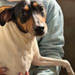 Bodeguero (Mischling?) Lucia, 05/2018, ca. 40 cm