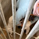 Bodeguero (Mischling?) Lucia, 05/2018, ca. 40 cm