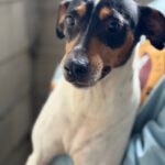 Bodeguero (Mischling?) Lucia, 05/2018, ca. 40 cm