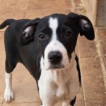 Mischling Lucia, 12/2025, Endgröße ca. 50- 55 cm