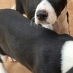 Mischling Lucia, 12/2025, Endgröße ca. 50- 55 cm