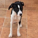 Mischling Lucia, 12/2025, Endgröße ca. 50- 55 cm