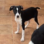 Mischling Lucia, 12/2025, Endgröße ca. 50- 55 cm