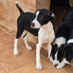 Mischling Lucia, 12/2025, Endgröße ca. 50- 55 cm