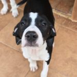 Mischling Lucia, 12/2025, Endgröße ca. 50- 55 cm