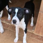 Mischling Lucia, 12/2025, Endgröße ca. 50- 55 cm