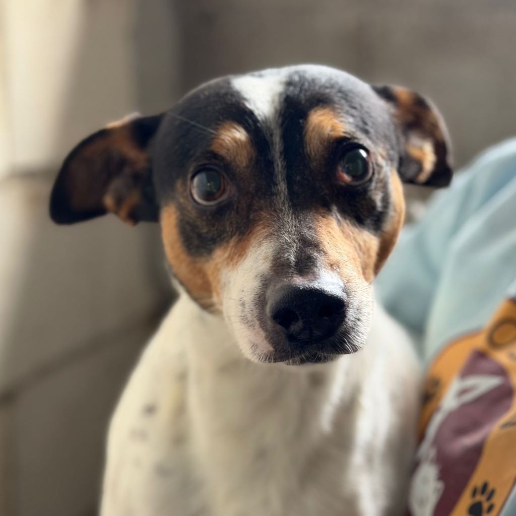 Bodeguero (Mischling?) Lucio, 03/2019, ca. 40 cm