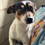 Bodeguero (Mischling?) Lucio, 03/2019, ca. 40 cm