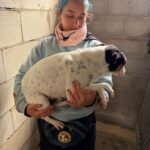 Bodeguero (Mischling?) Lucio, 03/2019, ca. 40 cm