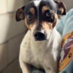 Bodeguero (Mischling?) Lucio, 03/2019, ca. 40 cm