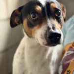 Bodeguero (Mischling?) Lucio, 03/2019, ca. 40 cm