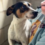 Bodeguero (Mischling?) Lucio, 03/2019, ca. 40 cm