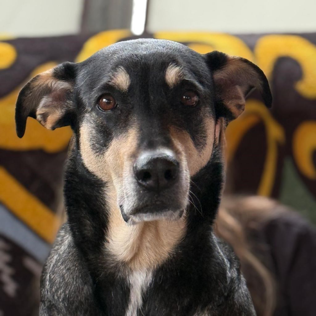 Mischling Lucky, 06/2018,ca. 55 cm, 53757 Sankt Augustin