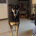 Mischling Lucky, 06/2018,ca. 55 cm, 53757 Sankt Augustin