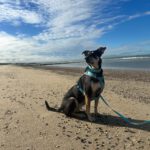 Mischling Lucky, 06/2018,ca. 55 cm, 53757 Sankt Augustin