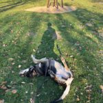 Mischling Lucky, 06/2018,ca. 55 cm, 53757 Sankt Augustin