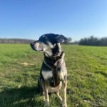 Mischling Lucky, 06/2018,ca. 55 cm, 53757 Sankt Augustin