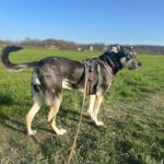 Mischling Lucky, 06/2018,ca. 55 cm, 53757 Sankt Augustin