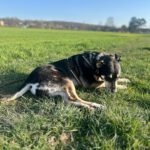 Mischling Lucky, 06/2018,ca. 55 cm, 53757 Sankt Augustin