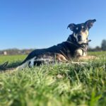 Mischling Lucky, 06/2018,ca. 55 cm, 53757 Sankt Augustin