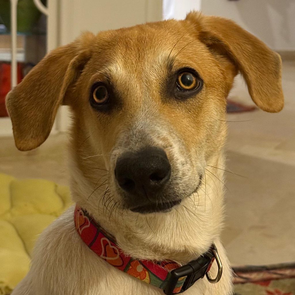 Mischling Luke, 06/2025, Endgröße ca. 55 cm, 61273 Wehrheim