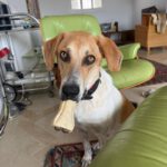 Mischling Luke, 06/2025, Endgröße ca. 55 cm, 61273 Wehrheim