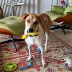 Mischling Luke, 06/2025, Endgröße ca. 55 cm, 61273 Wehrheim