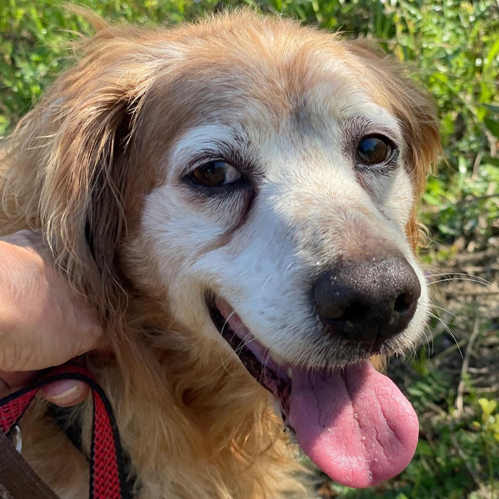 Bretone Lula, 06/2016, ca. 48 cm