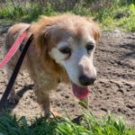 Bretone Lula, 06/2016, ca. 48 cm