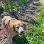 Bretone Lula, 06/2016, ca. 48 cm