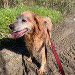 Bretone Lula, 06/2016, ca. 48 cm