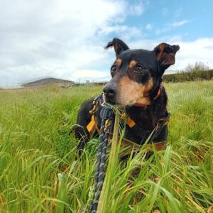 Bodeguero Mischling Malik, 03/2017, ca. 40 cm