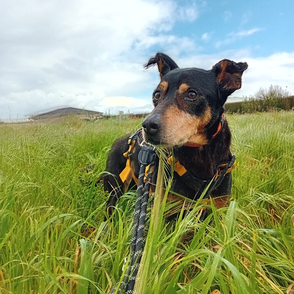 Bodeguero Mischling Malik, 03/2017, ca. 40 cm