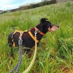 Bodeguero Mischling Malik, 03/2017, ca. 40 cm