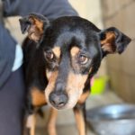 Bodeguero Mischling Malik, 03/2017, ca. 40 cm