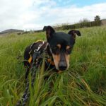 Bodeguero Mischling Malik, 03/2017, ca. 40 cm