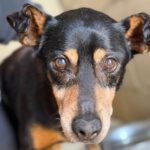 Bodeguero Mischling Malik, 03/2017, ca. 40 cm